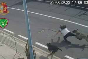 Catania, cani azzannano dipendente privato del porto: denunciata rappresentante di un cantiere nautico