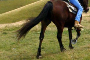 Cerami, grave bimbo di 10 anni caduto da cavallo: stasera veglia di preghiera nel comune ennese