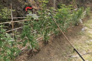 Calatabiano, il pregiudicato 46enne che viveva in roulotte coltivava 68 piantine di marijuana: arrestato
