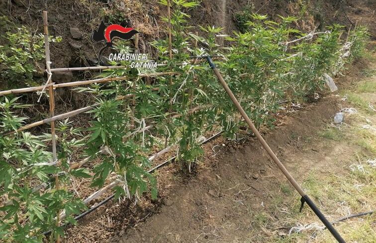 Calatabiano, il pregiudicato 46enne che viveva in roulotte coltivava 68 piantine di marijuana: arrestato