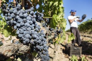 Sicilia, dalla lunga vendemmia vini rossi di forte identità e bianchi aromatici: in alcune zone calo del 40%