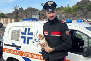 Catania, il chihuahua ‘Ciccino’ lasciato a guardia dentro l’auto del padrone: salvato dai Carabinieri
