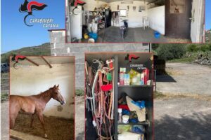 Biancavilla, un cavallo nella stalla abusiva di c.da Scirfi: oltre 63 mila euro di sanzione alla proprietaria