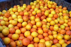 Regione, crisi agrumicola: Schifani preannuncia misure straordinarie. E Sifus Confali chiede ‘una tantum’