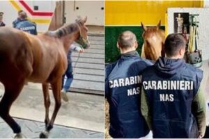 Catania, sequestrati un pony e 3 cavalli: uno è un purosangue inglese (VIDEO)