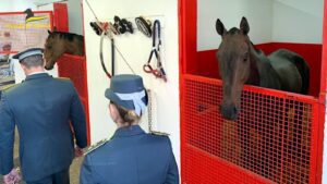 Palagonia, confiscati beni per oltre 1,5 mln a imprenditore del settore carni: sotto chiave anche quattro cavalli