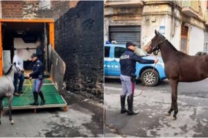 Catania, sequestrati 4 cavalli in una stalla abusiva: trovati farmaci dopanti usati per le corse clandestine