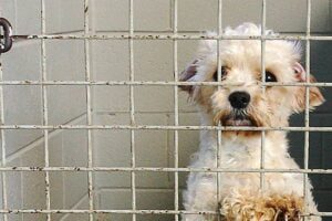 Misterbianco, randagismo: sconto sulla Tari alle famiglie che adottano un cane