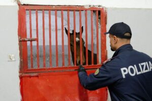 Catania, corse clandestine: sequestrati 5 cavalli e stalle abusive. Vie ‘murate’ dalla spazzatura per impedire l’accesso