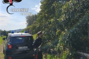 Mascali, 47enne di Zafferana ruba 130 kg di avocado in un fondo agricolo: arrestato