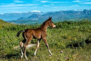 Il cavallo siciliano conquista il titolo di ‘razza’: il 5 aprile la presentazione all’Istituto per l’incremento ippico