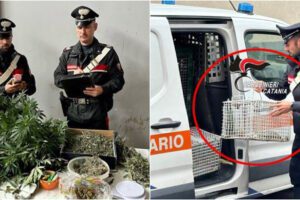 Catania, una serra di marijuana dentro un appartamento sfitto a Picanello: trovati un cane e 6 tartarughe