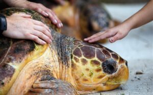L’Isola delle Tartarughe, in Sicilia 79 dei 100 nidi di tartaruga marina censiti e sorvegliati dal Wwf