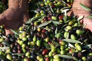 Catania, l’allarme di Cia e Apo: “In Sicilia calo del 50% della produzione di olive”