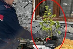 Pedara, droga nascosta nel giardino della villetta: spacciatore 50enne ai domiciliari