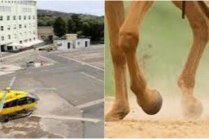 Paternò, uomo caduto da cavallo al ‘Cannizzaro’ in elisoccorso: è in gravi condizioni