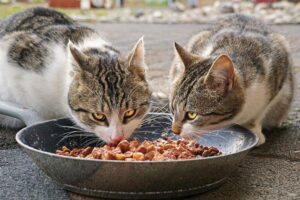 Catania, 57enne sorpreso a rubare nella mensa dell’ospedale: “È per sfamare i gatti”