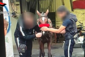 Catania, la banda delle auto rubate e la regola dei tre giorni: 8 misure cautelari. La base in una stalla per cavalli a Picanello