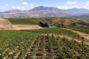 Sicilia, al lavoro per un Nero d’Avola poco alcolico: progetto di Assovini e Università di Milano