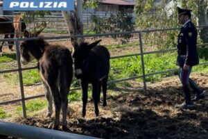 Catania, salvati dalla macellazione abusiva due asini in strada nel quartiere San Giorgio