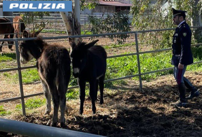 Catania, salvati dalla macellazione abusiva due asini in strada nel quartiere San Giorgio