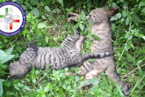 Motta S. Anastasia, gatti avvelenati da ignoti: indagini delle forze dell’ordine