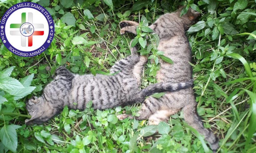 Motta S. Anastasia, gatti avvelenati da ignoti: indagini delle forze dell’ordine