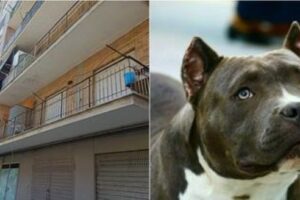Napoli, bimba di 9 mesi sbranata dal pitbull di famiglia mentre dormiva sul letto: si indaga sulla dinamica