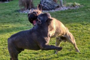 Bagheria, 85enne sbranato dai cani di un vicino in una zona di campagna