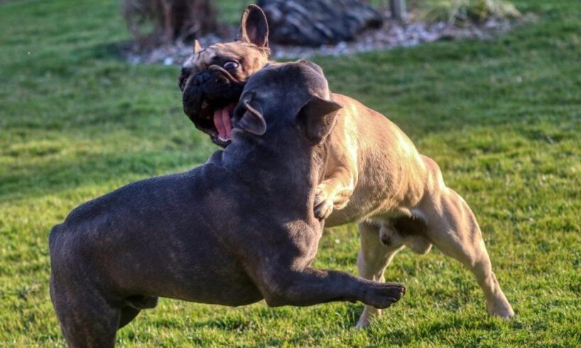 Bagheria, 85enne sbranato dai cani di un vicino in una zona di campagna