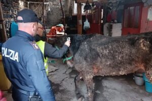 Catania, cavalla destinata al macello salvata dalla Polizia: denunciato il proprietario 67enne (VIDEO)