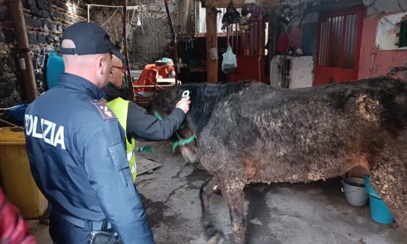 Catania, cavalla destinata al macello salvata dalla Polizia: denunciato il proprietario 67enne (VIDEO)