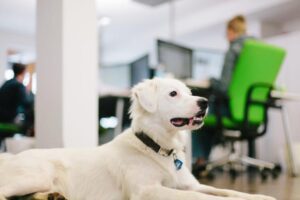 Acireale Comune ‘pet friendly’: al lavoro in ufficio i dipendenti possono portare i loro cani