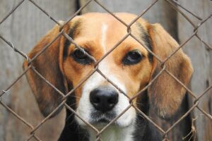 Paternò, l’Upa sulla questione randagismo: “Dov’è finito il finanziamento per il canile comunale?”