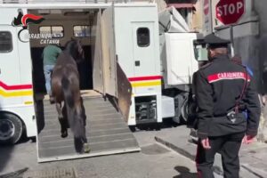 Catania, stalla abusiva nel centro storico: denuncia e sanzione di 4 mila euro per il proprietario