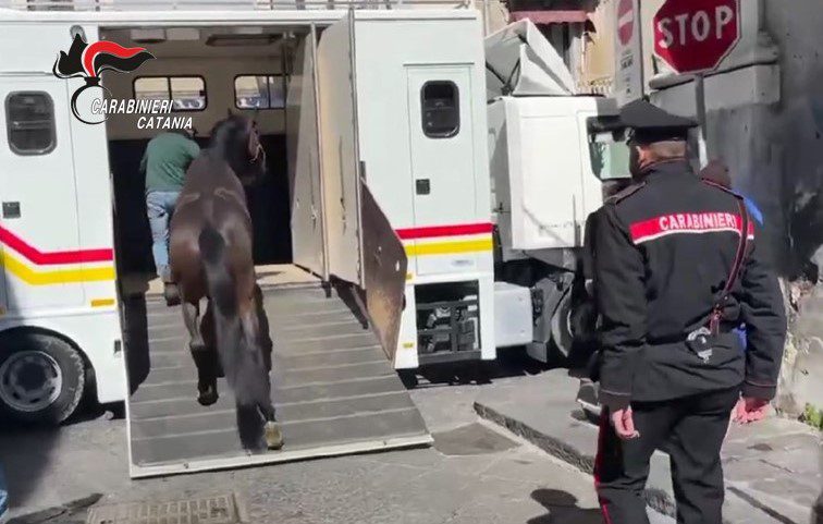 Catania, stalla abusiva nel centro storico: denuncia e sanzione di 4 mila euro per il proprietario