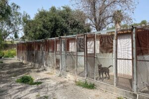 Paternó, chiuso per lavori di adeguamento il rifugio per cani randagi