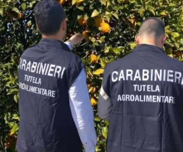Palagonia, sequestrati loghi ed etichette per taroccare l’Arancia Rossa di Sicilia