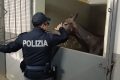 Catania, cavalla maltrattata e denutrita in una stalla abusiva di San Cristoforo: denunciato il proprietario del box