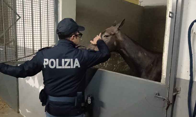 Catania, cavalla maltrattata e denutrita in una stalla abusiva di San Cristoforo: denunciato il proprietario del box