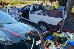 Santa Venerina, sorpresi a rubare 150 kg di avocado: arrestati due ladri residenti a Riposto