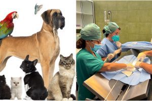 Catania, in servizio all’Asp un tecnico veterinario: è il primo incarico nella sanità pubblica in Sicilia
