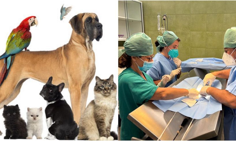 Catania, in servizio all’Asp un tecnico veterinario: è il primo incarico nella sanità pubblica in Sicilia