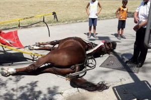 Carrozze trainate da cavalli, il dissenso di Schifani: “È crudele, serve un cambiamento”