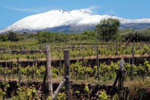Vitivinicoltura sostenibile in terre vulcaniche: 4 aziende catanesi nel progetto finanziato dal ministero dell’Agricoltura