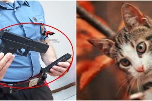 San Pietro Clarenza, lite condominiale per il gatto che sconfina: e il vicino brandisce una pistola