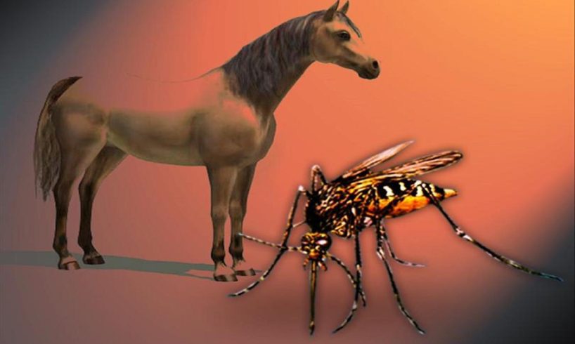 Catania, Asp conferma un caso di West Nile in un cavallo: scattano le misure contro le zanzare