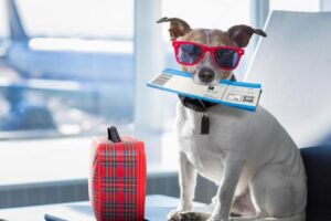 Estate 2025, voli più semplici e pet-friendly: stop ai documenti ai gate e novità per chi viaggia con animali