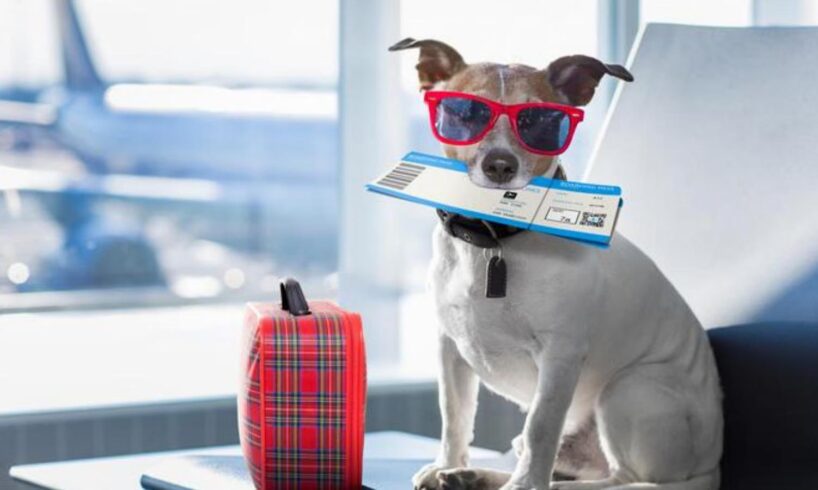 Estate 2025, voli più semplici e pet-friendly: stop ai documenti ai gate e novità per chi viaggia con animali