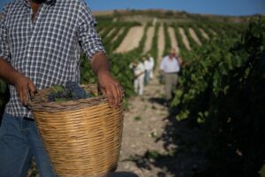 Al via la vendemmia in Sicilia: qualità in crescita. Sull’Etna raccolta regolare e di ottima qualità